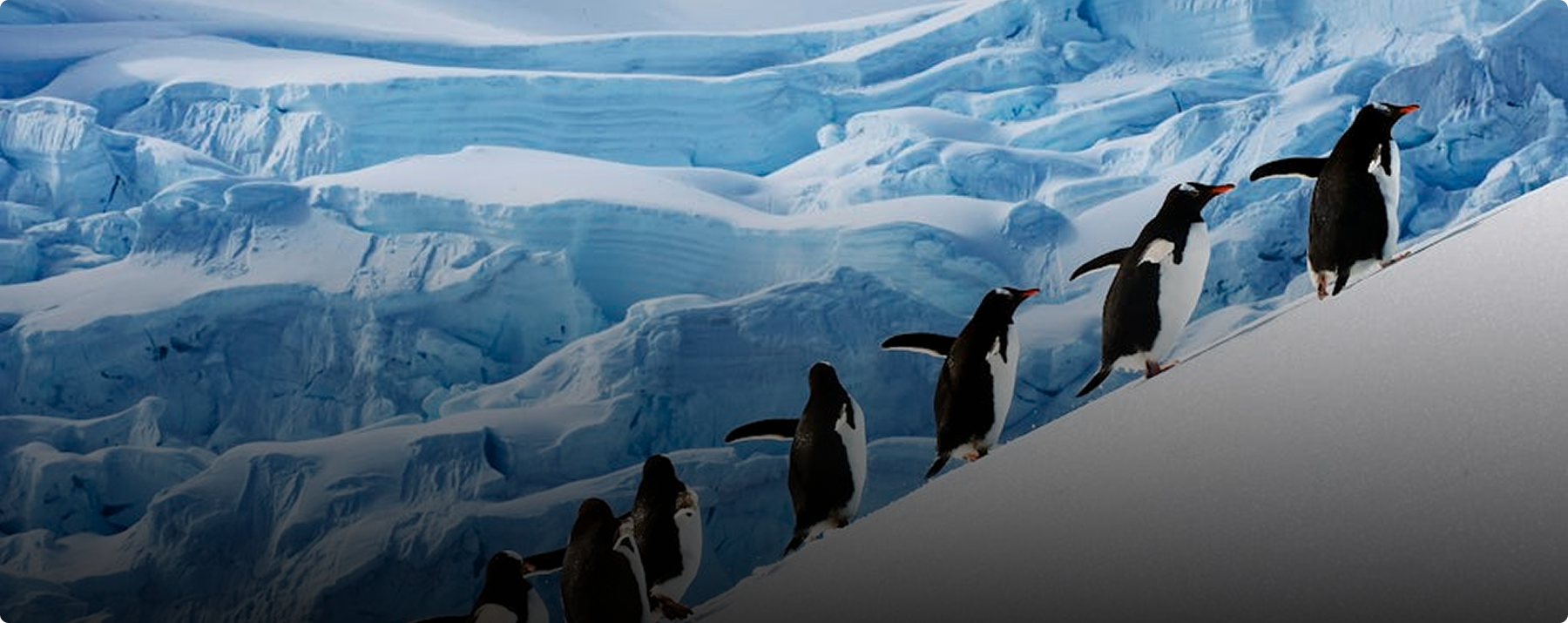 Penguins walking on ice in Argentina
